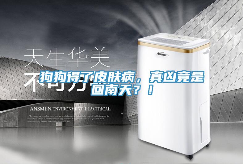 狗狗得了皮膚病，真兇竟是回南天？！