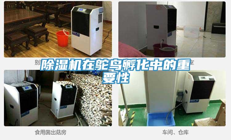 除濕機(jī)在鴕鳥孵化中的重要性