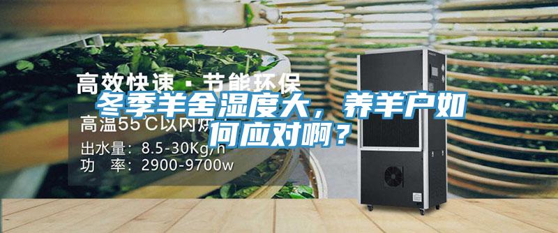 冬季羊舍濕度大，養(yǎng)羊戶如何應(yīng)對??？